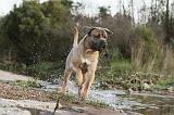 CANE CORSO 133